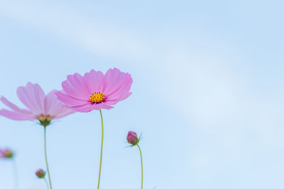 Close-up of pink cosmos flower against sky