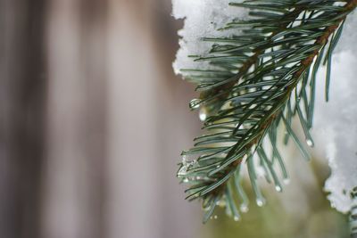 Close-up of snow on branch