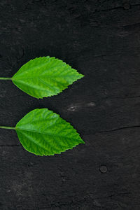 High angle view of plant leaves
