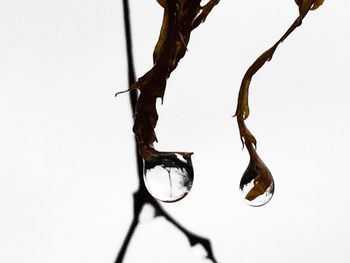 Low angle view of twigs