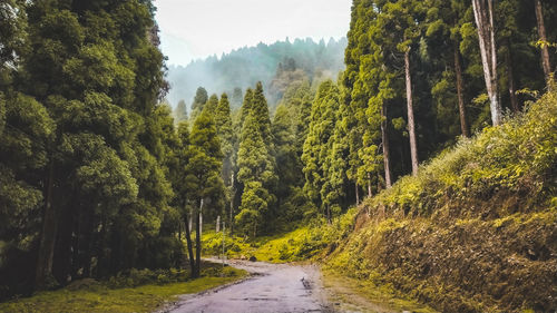Road amidst trees in forest