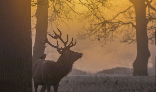 Deer standing on field during sunset