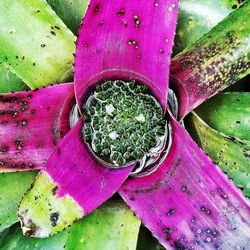 High angle view of fresh cactus