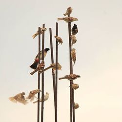 Low angle view of birds perching on tree