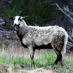 High angle view of goat standing on grassy field