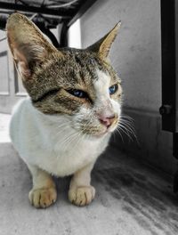 Close-up of tabby cat looking away