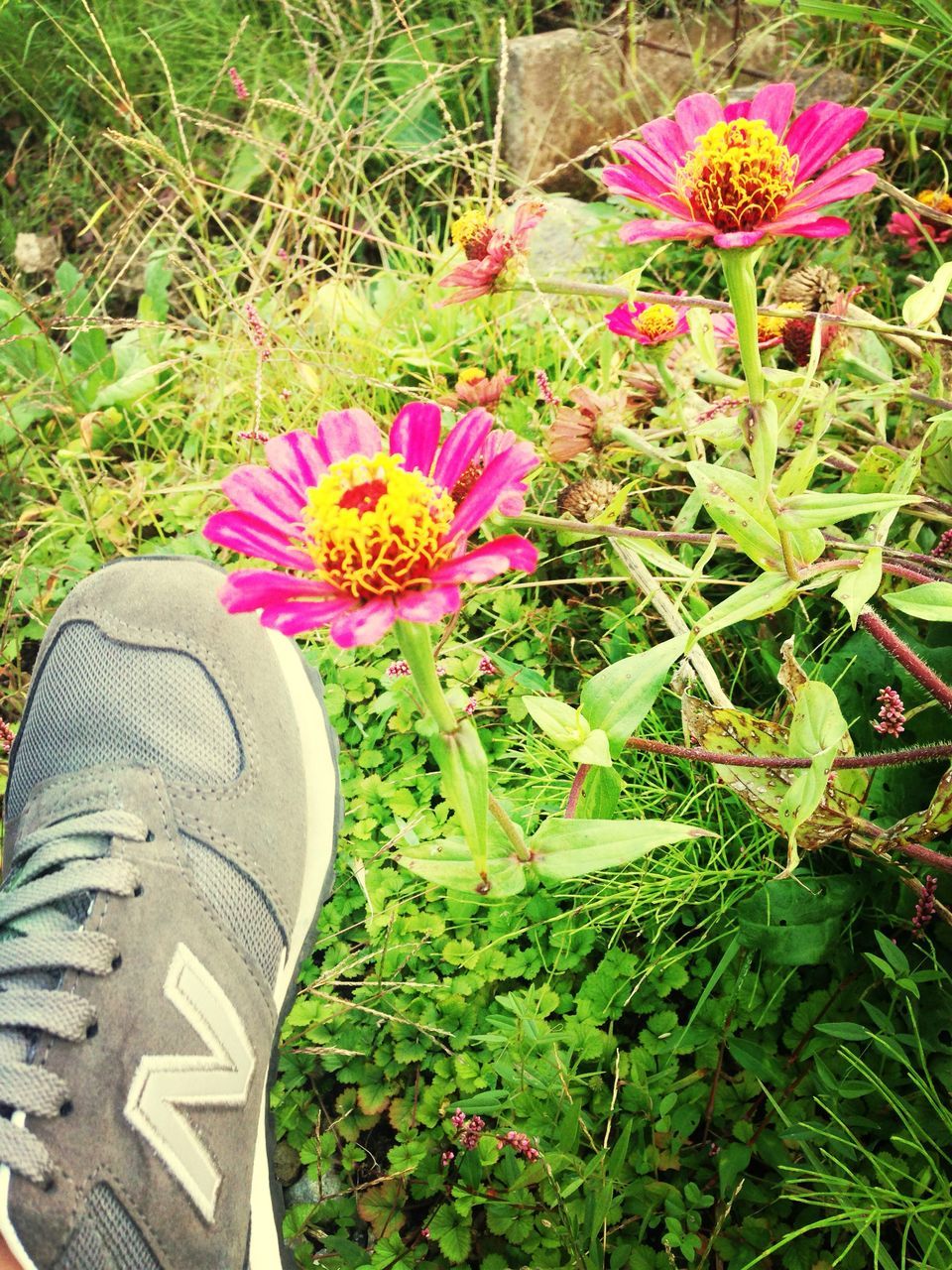 flower, petal, freshness, fragility, growth, grass, plant, flower head, high angle view, beauty in nature, blooming, field, pink color, nature, green color, in bloom, lawn, outdoors, day, leaf