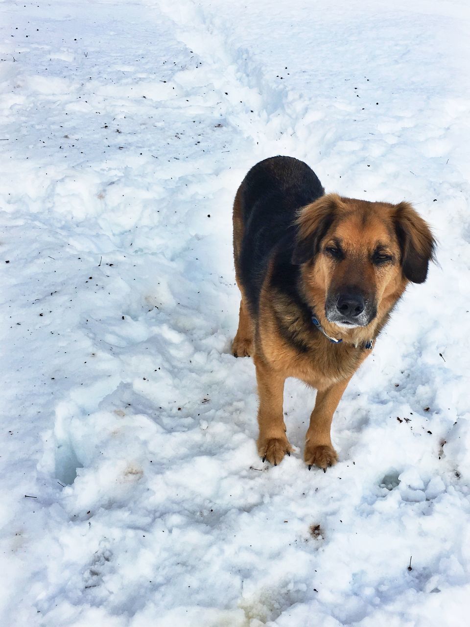 domestic animals, animal themes, dog, pets, mammal, one animal, snow, winter, cold temperature, season, high angle view, full length, animal, vertebrate, brown, zoology, day, nature, no people, field