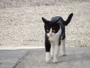 Portrait of black cat in city