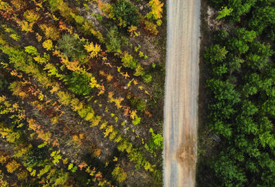 Full frame shot of trees and plants in forest