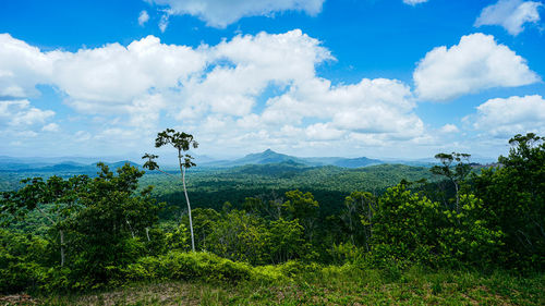 Plants growing on land against sky