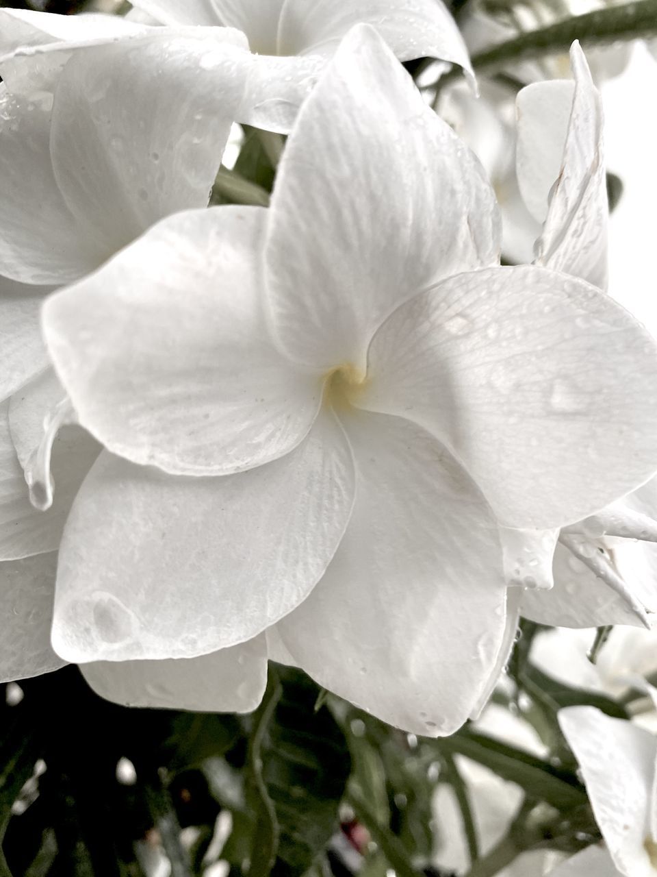 CLOSE-UP OF WET WHITE FLOWER