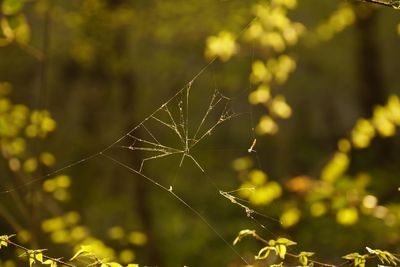 Close-up of spider web on plant