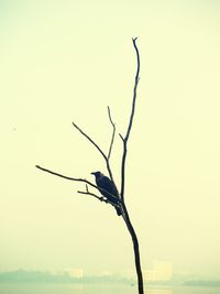 Tree by sea against clear sky