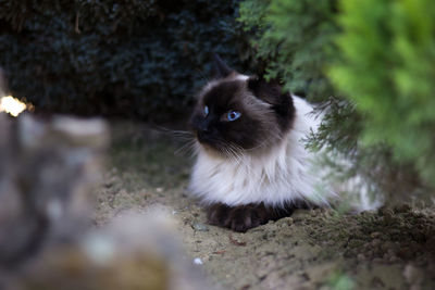 Close-up portrait of cat