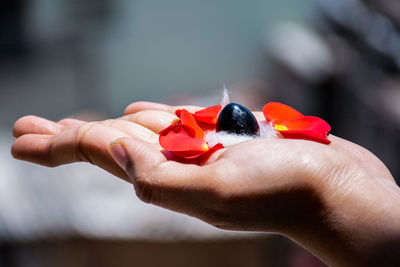 Close-up of hand holding red bird