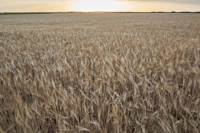 Wheat fields bathed in the sun before harvest, colors of summer