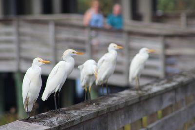 Seagulls perching on a railing