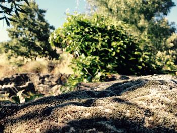 Close-up of tree trunk