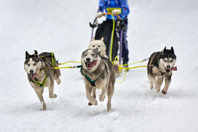 Husky sled dog racing. winter dog sled competition. siberian husky dogs pull sled with musher