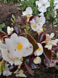 High angle view of white flowering plants on field