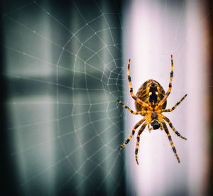 Close-up of spider on web