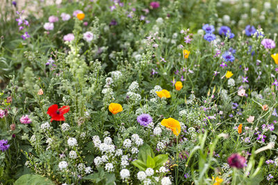 Close-up of fresh purple flowers in garden