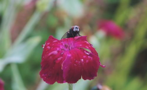 Close-up of insect on red flower