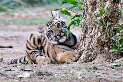 Tiger in a zoo