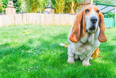 Portrait of dog in yard