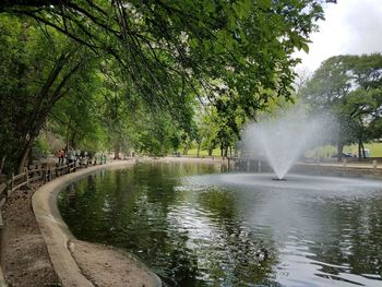 Trees by water