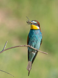 Close-up of bird perching on a leaf