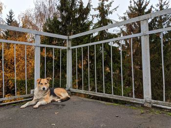 Dog sitting in a fence