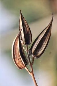 Close-up of grasshopper on plant