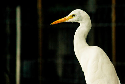 Close-up of a bird