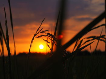 Close-up of silhouette plants against orange sunset sky