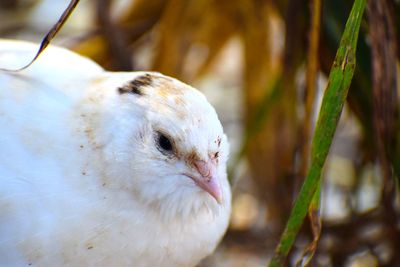 Coturnix quail