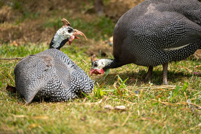 Chickens in a field