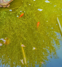 High angle view of koi carps swimming in water