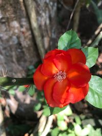 Close-up of flowers blooming outdoors