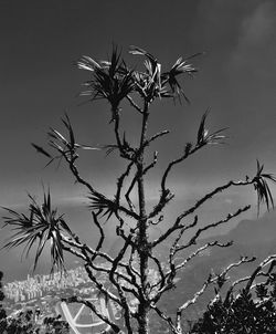 Low angle view of plant against sky