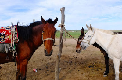Horses in ranch against sky