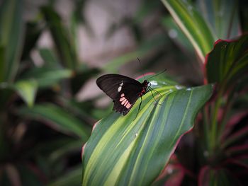 Close-up of butterfly pollinating on leaf