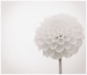 Close-up of flowers over white background