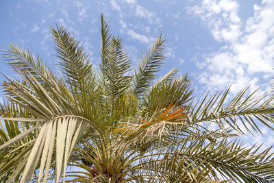 Low angle view of palm trees against sky