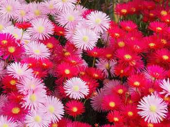 Full frame shot of pink flowering plants