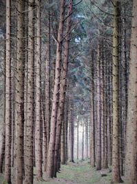 View of trees in forest