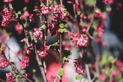 Close-up of pink flowering plants