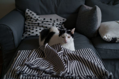 Cat lying on sofa at home