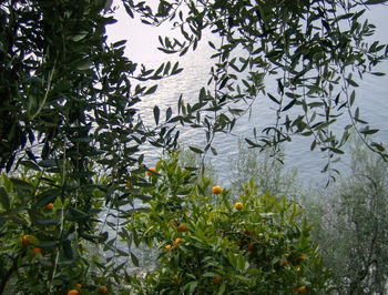 Plants growing by lake